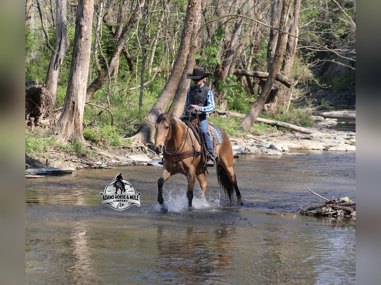 American Quarter Horse Wałach 5 lat  in Mount Vernon
