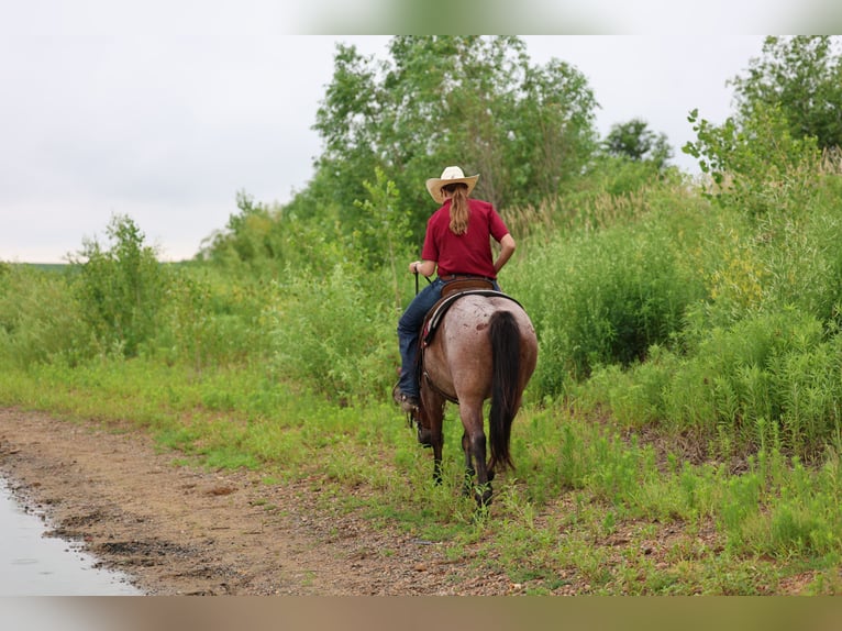 American Quarter Horse Wałach 6 lat 137 cm Gniadodereszowata in Kingsley, IA