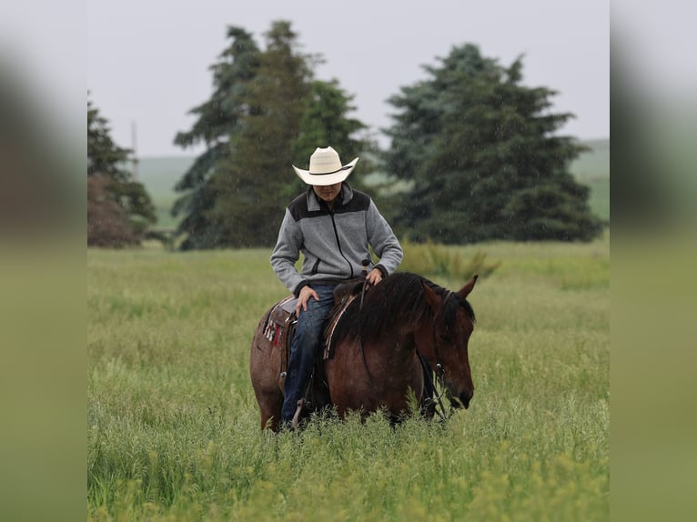 American Quarter Horse Wałach 6 lat 137 cm Gniadodereszowata in Kingsley, IA
