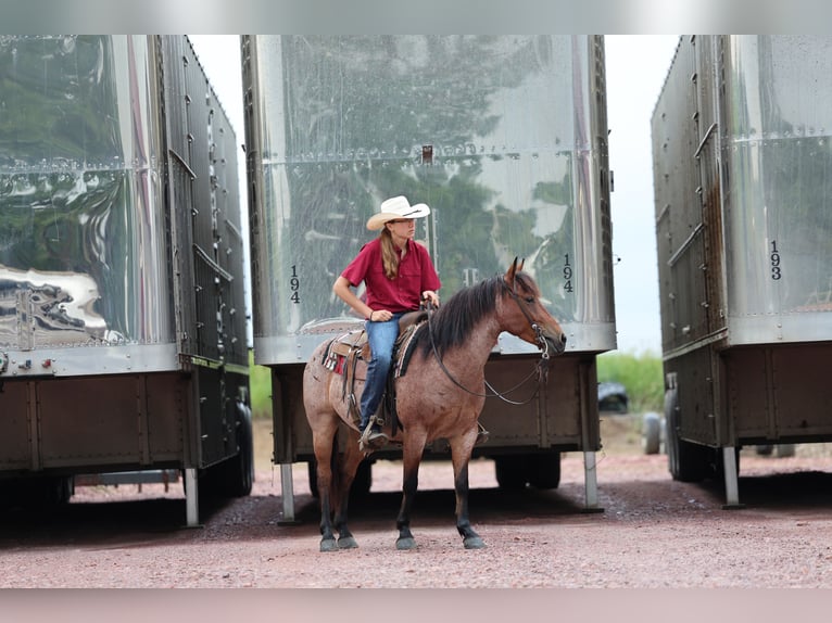 American Quarter Horse Wałach 6 lat 137 cm Gniadodereszowata in Kingsley, IA