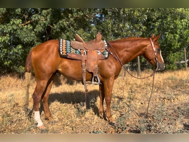American Quarter Horse Wałach 6 lat 142 cm Ciemnokasztanowata in Atwater CA