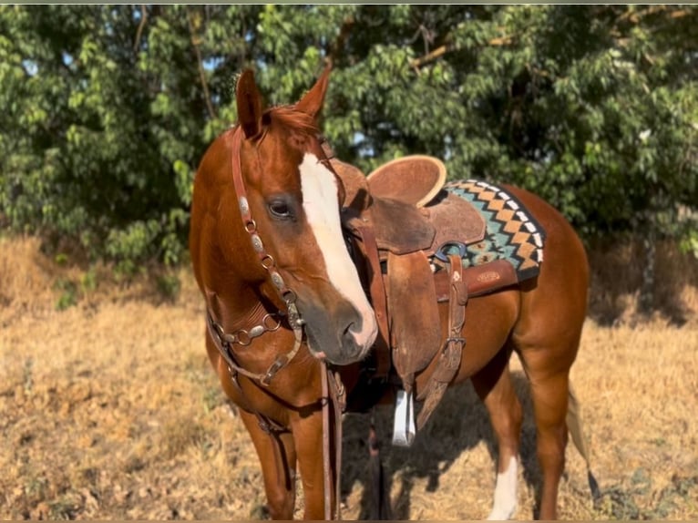 American Quarter Horse Wałach 6 lat 142 cm Ciemnokasztanowata in Atwater CA