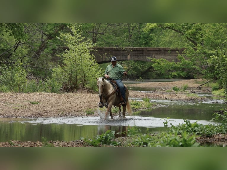 American Quarter Horse Wałach 6 lat 142 cm Izabelowata in Herrick