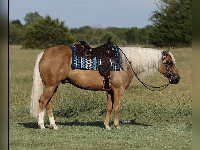 American Quarter Horse Wałach 6 lat 142 cm Izabelowata in Los Angeles