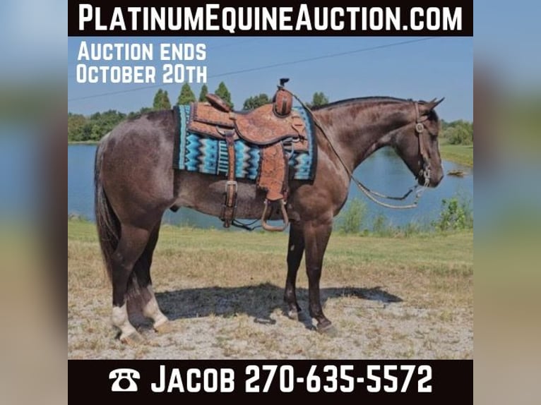 American Quarter Horse Wałach 6 lat 142 cm Kara in Robards KY