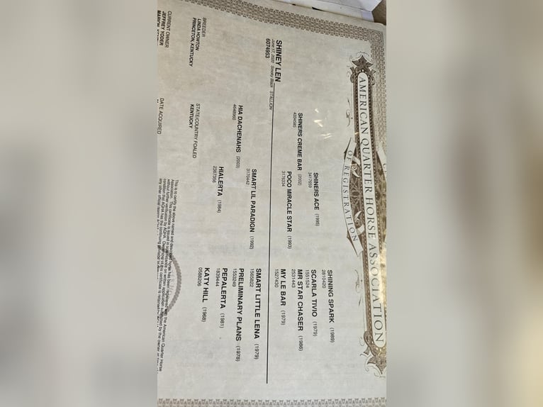 American Quarter Horse Wałach 6 lat 142 cm Kara in Robards KY