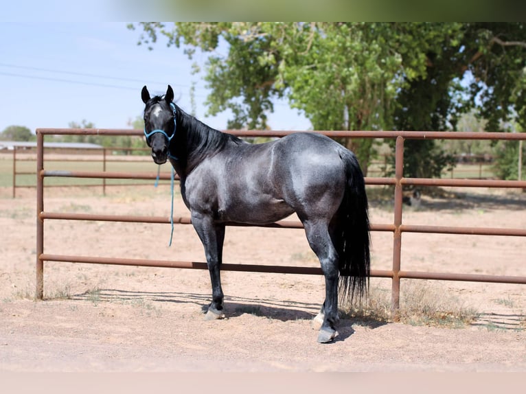 American Quarter Horse Wałach 6 lat 142 cm Karodereszowata in EL Paso TX