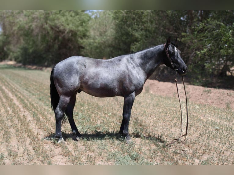 American Quarter Horse Wałach 6 lat 142 cm Karodereszowata in EL Paso TX