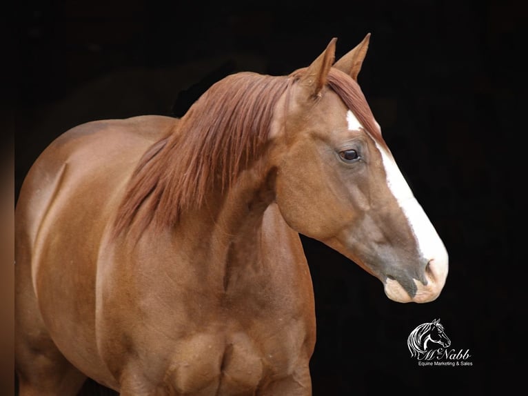 American Quarter Horse Wałach 6 lat 145 cm Cisawa in Billings