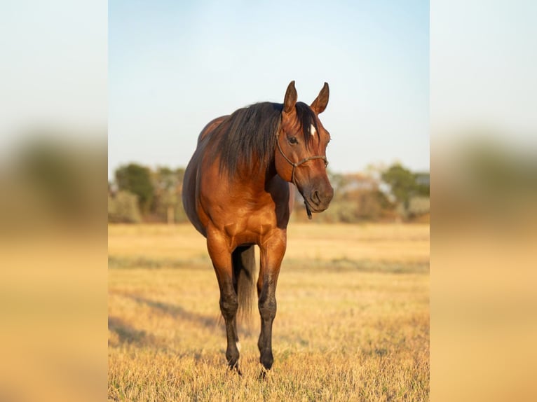 American Quarter Horse Wałach 6 lat 145 cm Gniada in Budapest