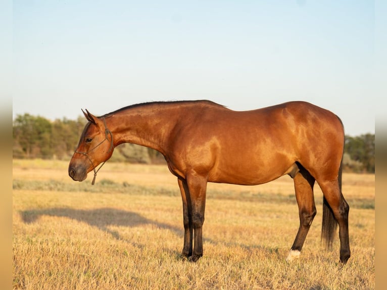 American Quarter Horse Wałach 6 lat 145 cm Gniada in Budapest