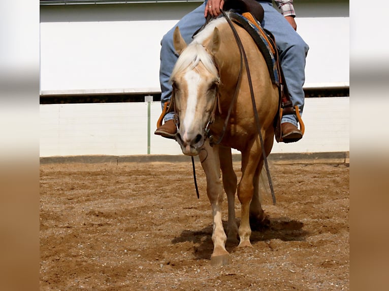 American Quarter Horse Wałach 6 lat 145 cm Izabelowata in Ehingen