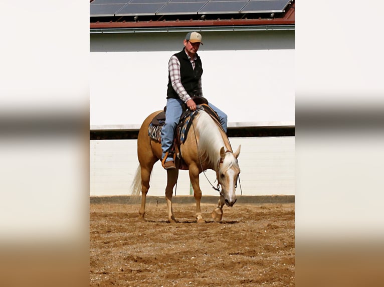 American Quarter Horse Wałach 6 lat 145 cm Izabelowata in Ehingen