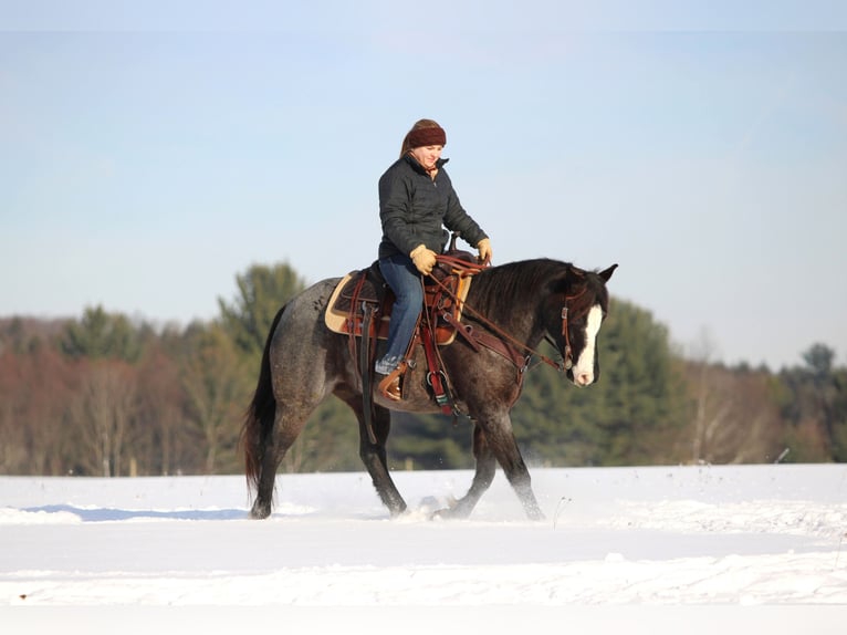 American Quarter Horse Wałach 6 lat 145 cm Karodereszowata in Clarion