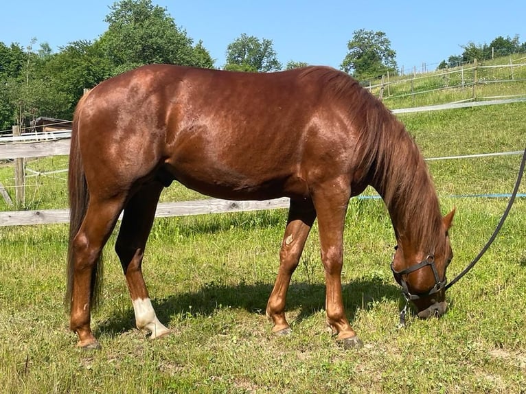 American Quarter Horse Wałach 6 lat 145 cm Kasztanowata in Wilhelmsburg