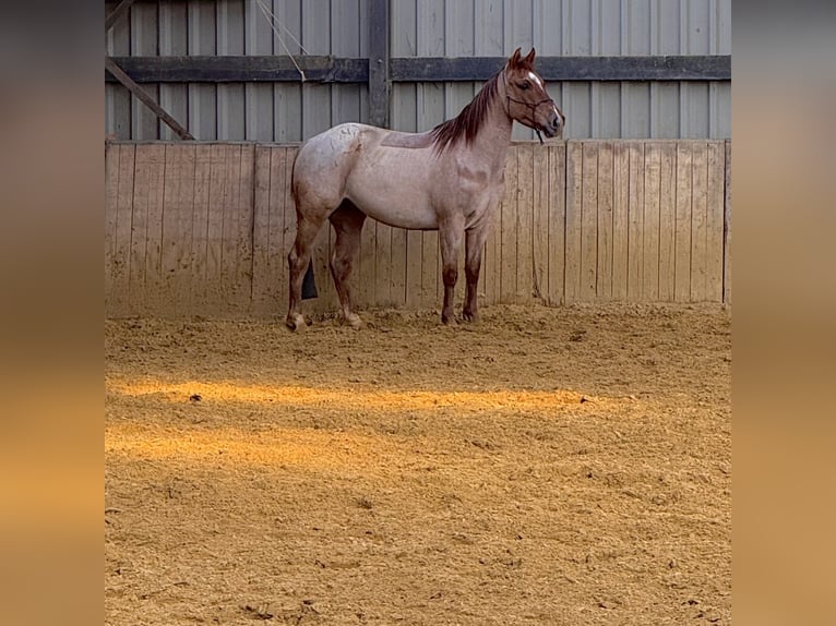 American Quarter Horse Wałach 6 lat 146 cm Kasztanowatodereszowata in Schinveld
