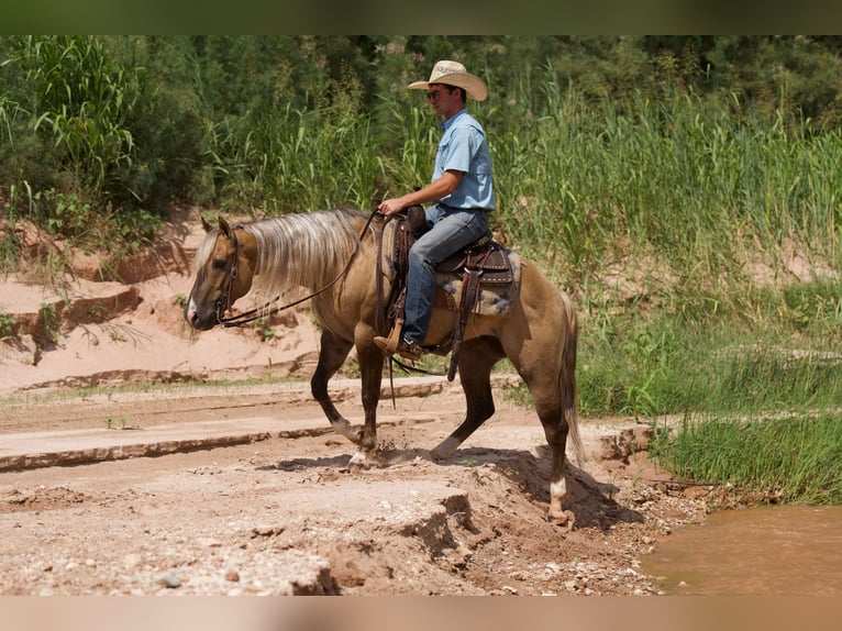 American Quarter Horse Wałach 6 lat 147 cm Bułana in Canyon TX