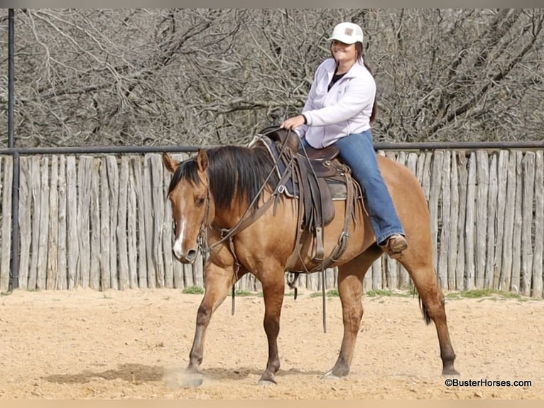American Quarter Horse Wałach 6 lat 147 cm Bułana in Weatherford TX