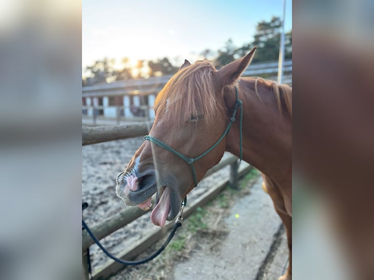 American Quarter Horse Mix Wałach 6 lat 147 cm Cisawa in Tongerlo