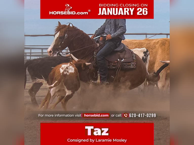 American Quarter Horse Wałach 6 lat 147 cm Cisawa in Canyon