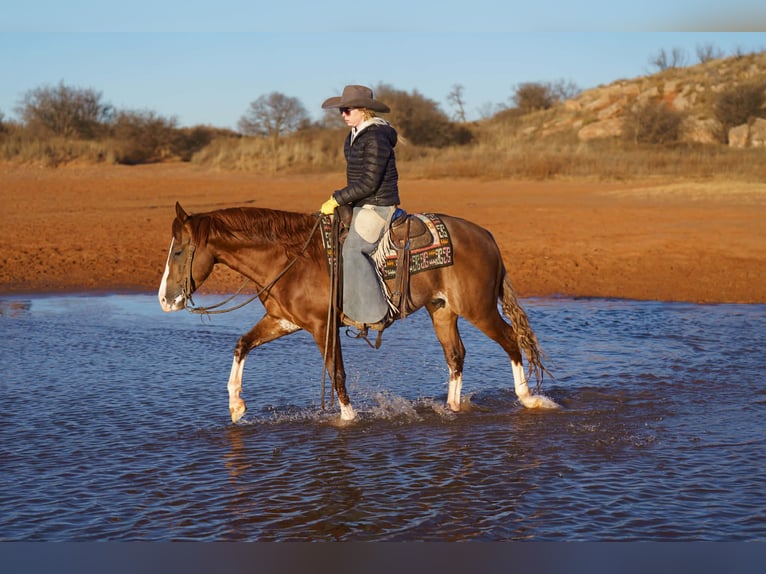 American Quarter Horse Wałach 6 lat 147 cm Cisawa in Canyon