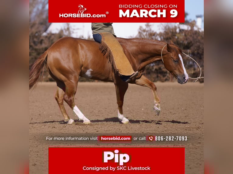 American Quarter Horse Wałach 6 lat 147 cm Cisawa in Canyon