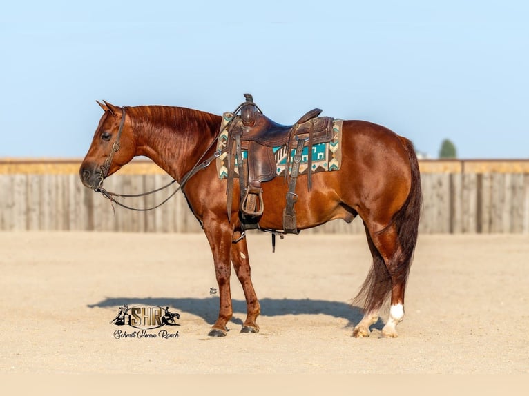 American Quarter Horse Wałach 6 lat 147 cm Cisawa in Holland