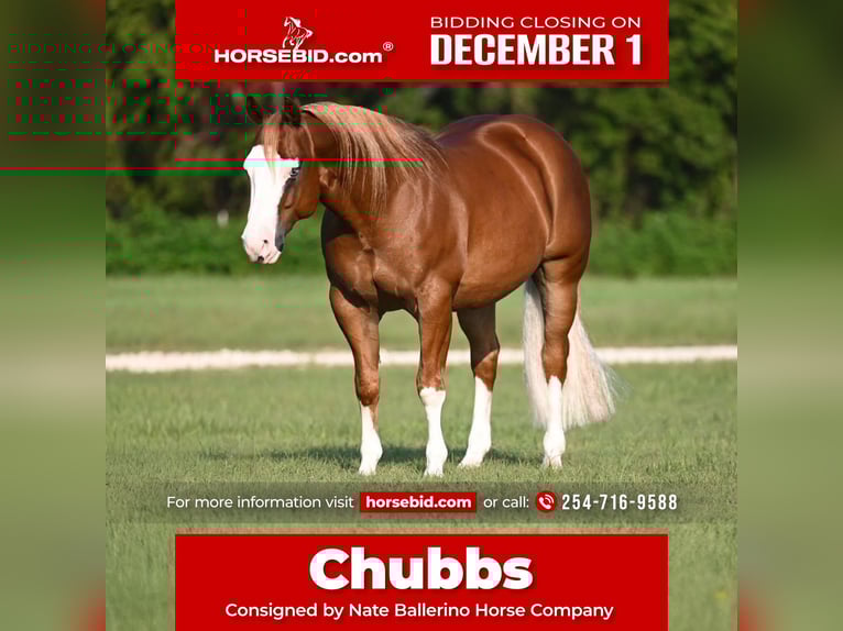 American Quarter Horse Mix Wałach 6 lat 147 cm Cisawa in Waco