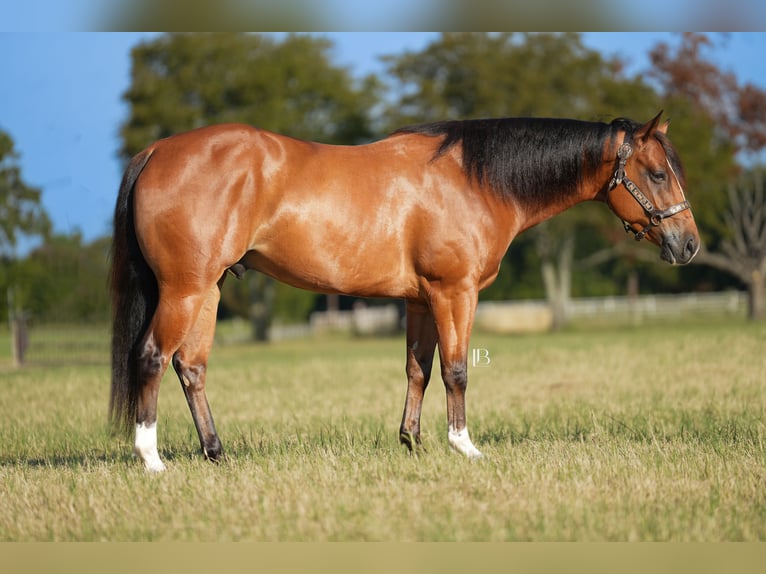 American Quarter Horse Mix Wałach 6 lat 147 cm Gniada in Terrell