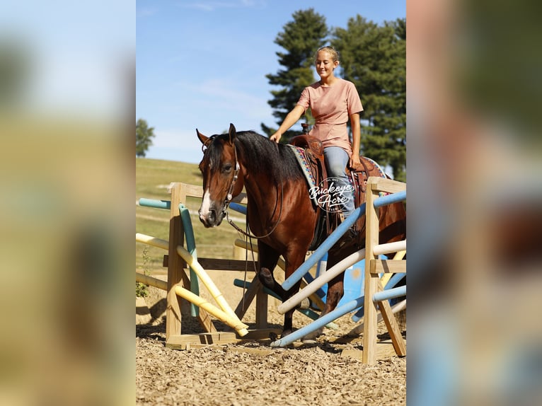 American Quarter Horse Wałach 6 lat 147 cm Gniada in Millersburg