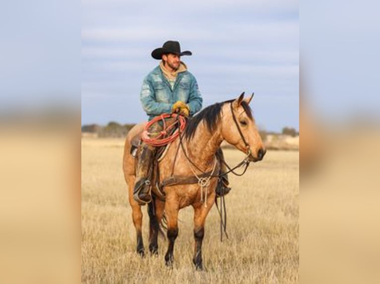 American Quarter Horse Wałach 6 lat 147 cm Jelenia in Ranger