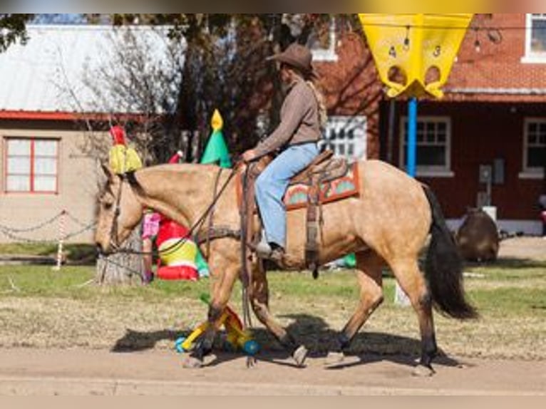 American Quarter Horse Wałach 6 lat 147 cm Jelenia in Ranger