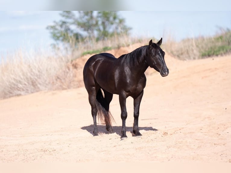 American Quarter Horse Wałach 6 lat 147 cm Kara in Canyon, TX