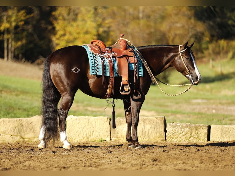American Quarter Horse Wałach 6 lat 147 cm Kara in Millersburg