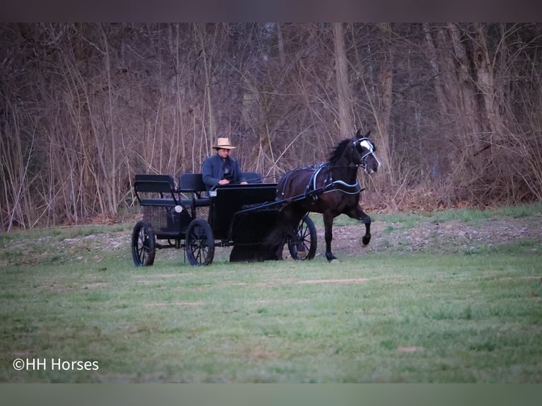 American Quarter Horse Wałach 6 lat 147 cm Kara in Flemingsburg KY