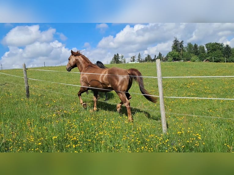 American Quarter Horse Wałach 6 lat 147 cm Kasztanowata in Höchenschwand