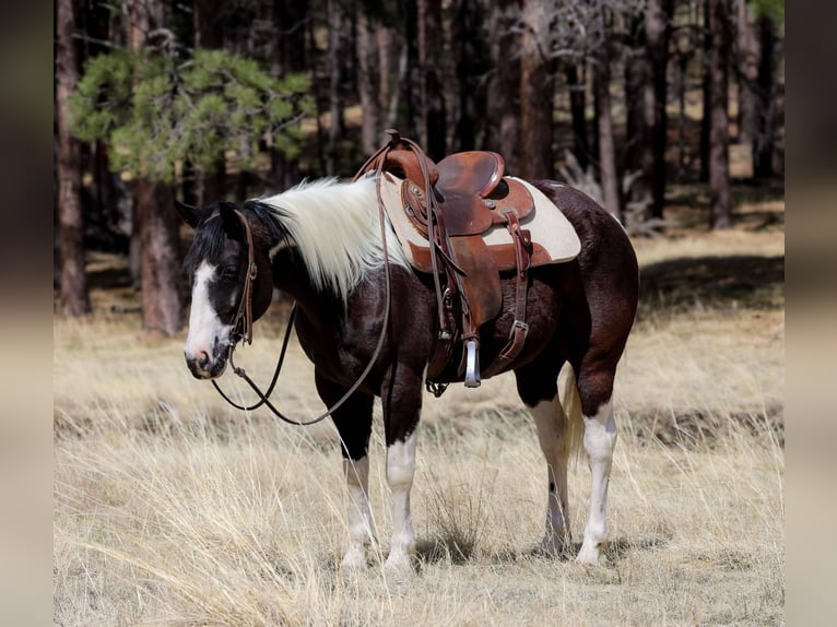 American Quarter Horse Wałach 6 lat 147 cm Tobiano wszelkich maści in Cottonwood AZ