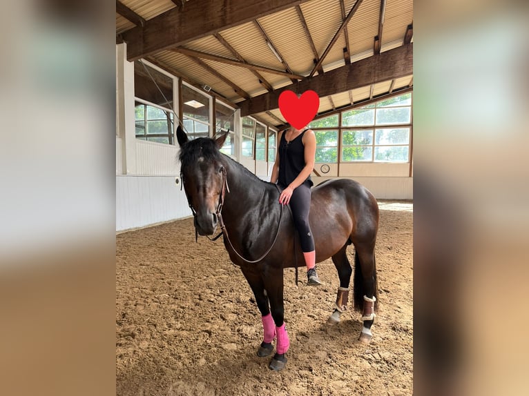 American Quarter Horse Wałach 6 lat 148 cm Gniada in Winsen (Aller)
