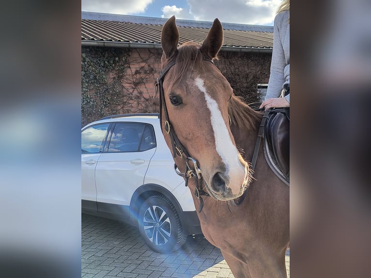 American Quarter Horse Wałach 6 lat 148 cm Kasztanowata in Bottrop