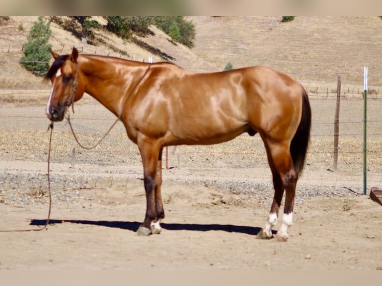 American Quarter Horse Wałach 6 lat 150 cm Bułana in Paicines
