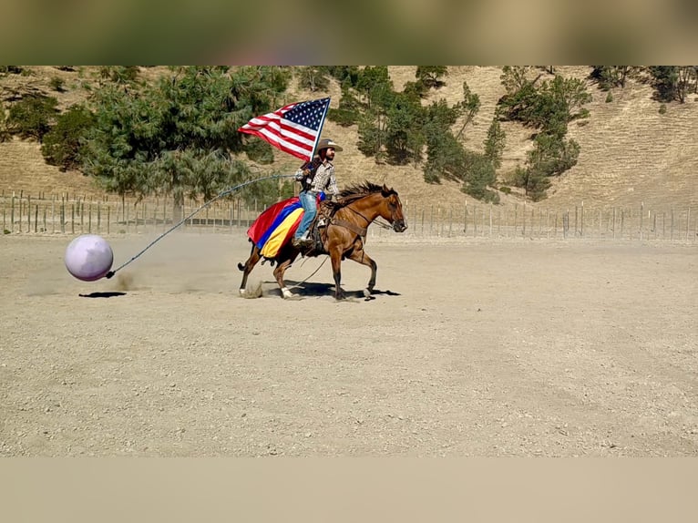 American Quarter Horse Wałach 6 lat 150 cm Bułana in Paicines
