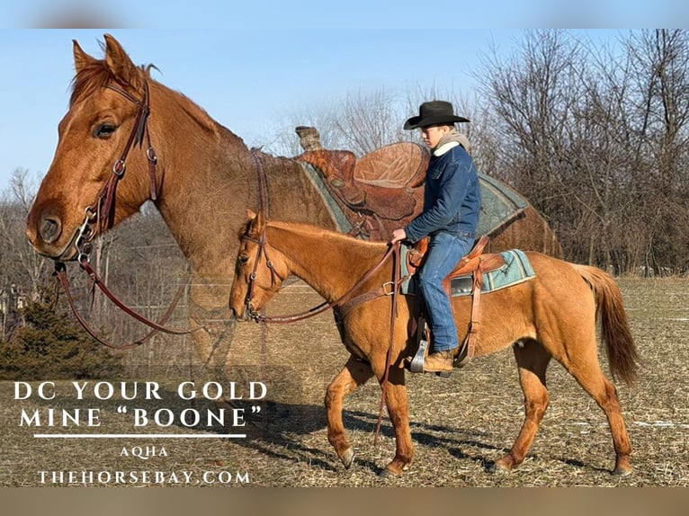 American Quarter Horse Wałach 6 lat 150 cm Bułana in Oakley, MI
