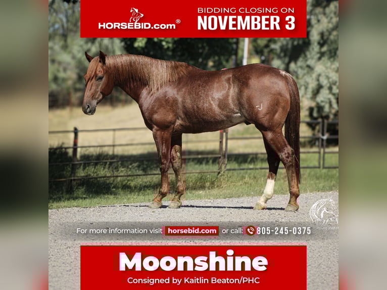 American Quarter Horse Wałach 6 lat 150 cm Ciemnokasztanowata in Billings
