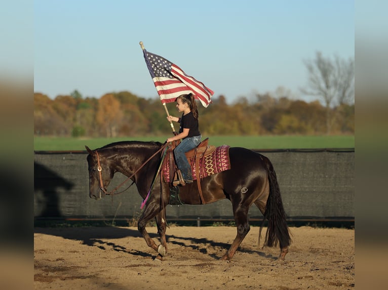 American Quarter Horse Wałach 6 lat 150 cm Ciemnokasztanowata in Buffalo