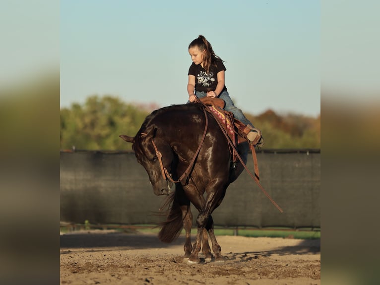 American Quarter Horse Wałach 6 lat 150 cm Ciemnokasztanowata in Buffalo