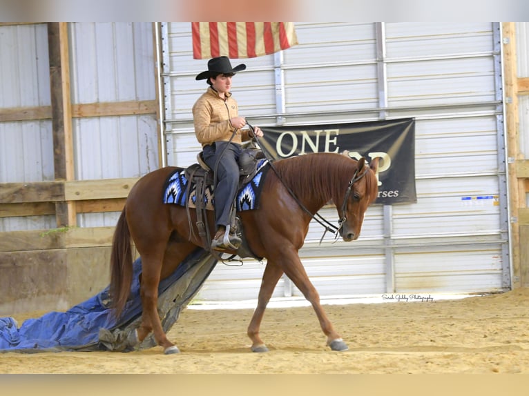 American Quarter Horse Wałach 6 lat 150 cm Cisawa in Oelwein