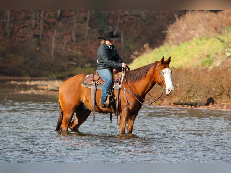 American Quarter Horse Wałach 6 lat 150 cm Cisawa in Clarion