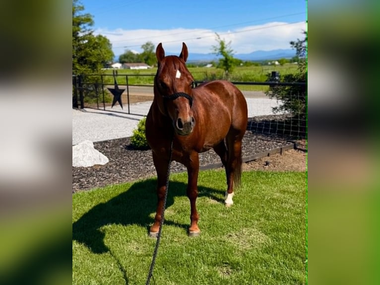 American Quarter Horse Wałach 6 lat 150 cm Cisawa in Anderson