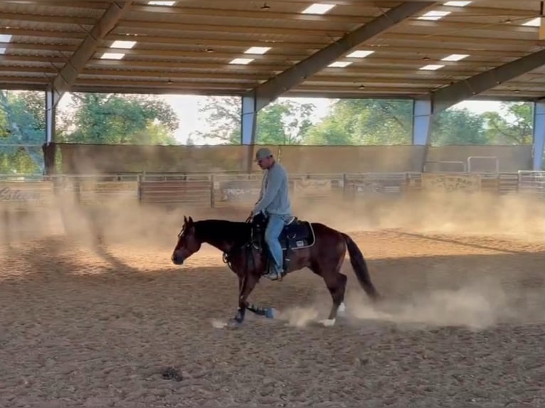 American Quarter Horse Wałach 6 lat 150 cm Cisawa in Anderson