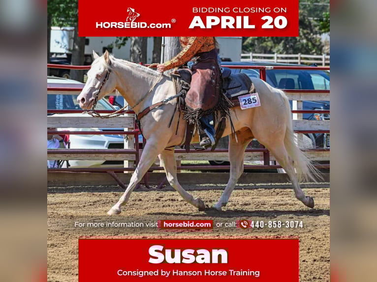 American Quarter Horse Wałach 6 lat 150 cm Cremello in Andover